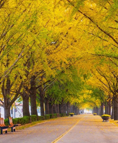 Autumn at Asan Gingko Tree Road in Seoul,South Korea.