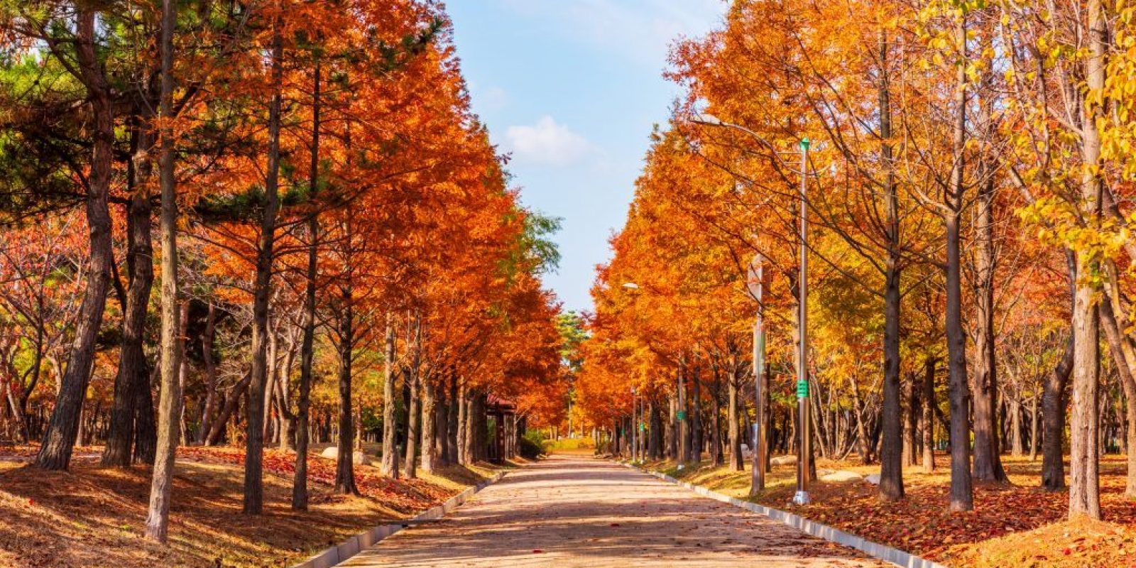 Autumn road in the Park,Seoul Korea
