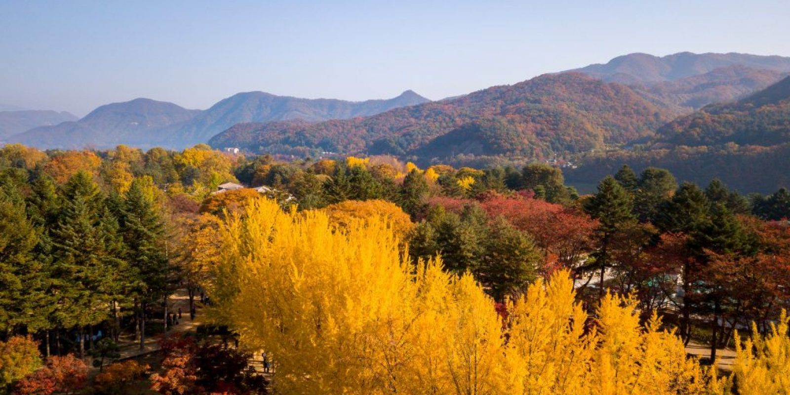 Autumn of Nami island,Seoul Korea