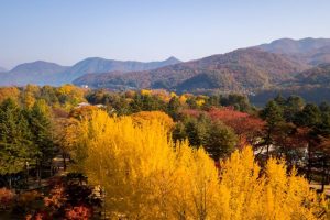 Autumn of Nami island,Seoul Korea